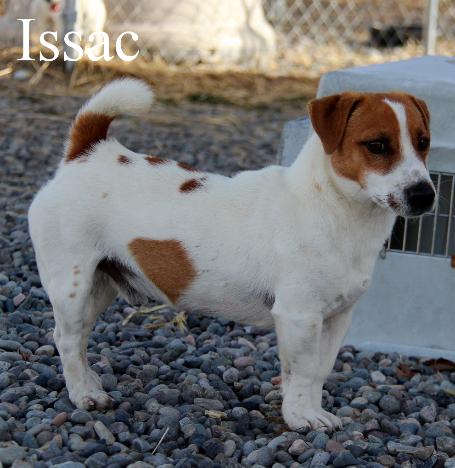Short Jack Russell Male Issac