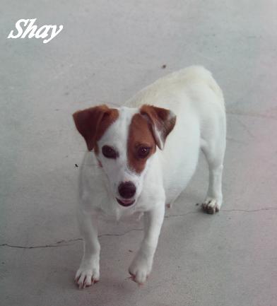 Colorado Short Jack Russell Terrier Dog